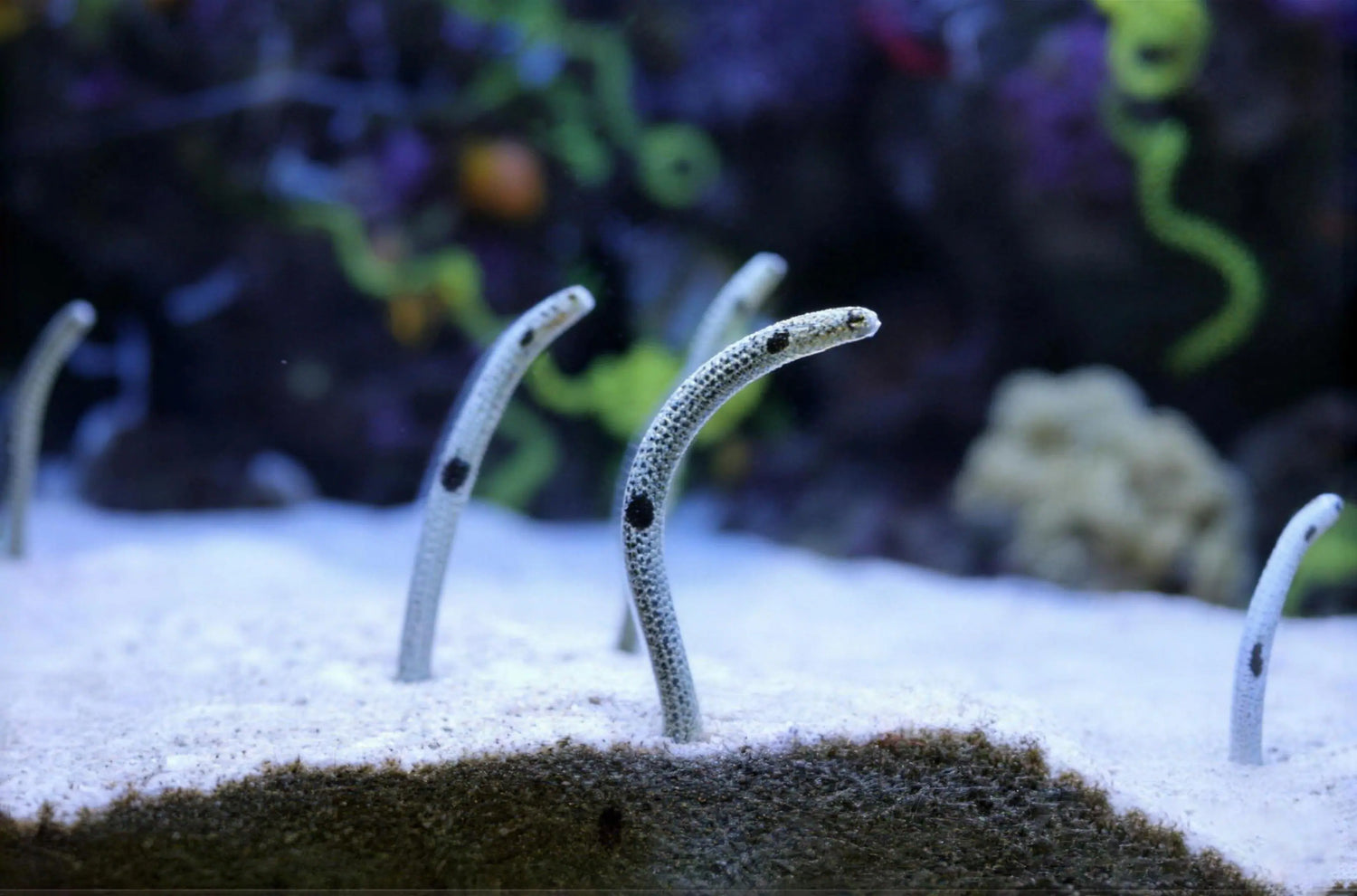 Understanding Ammonia, Nitrite, and Nitrate in Aquariums